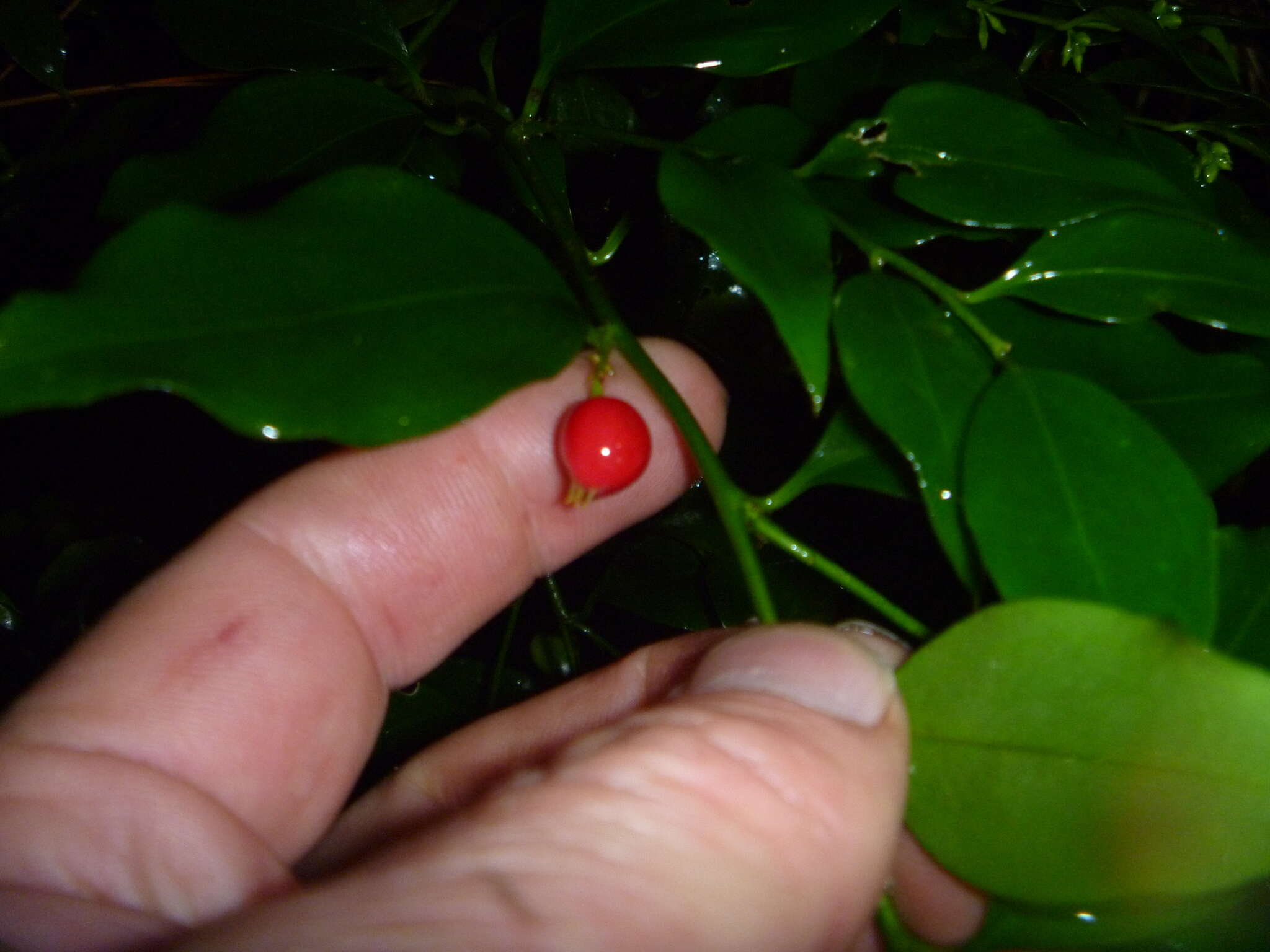 Plancia ëd Sarcococca ruscifolia Stapf