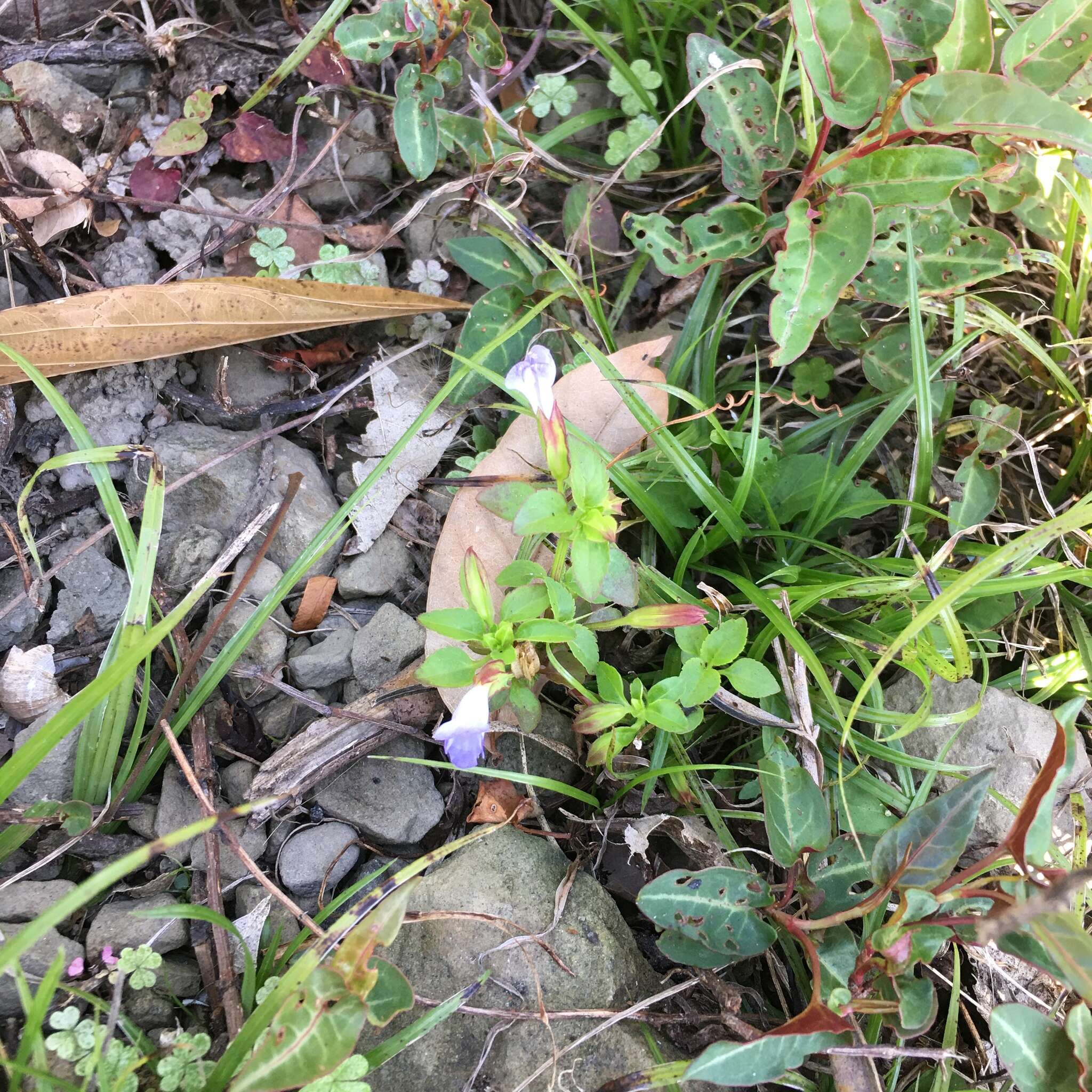 Image of Torenia violacea (Azaola ex Blanco) Pennell