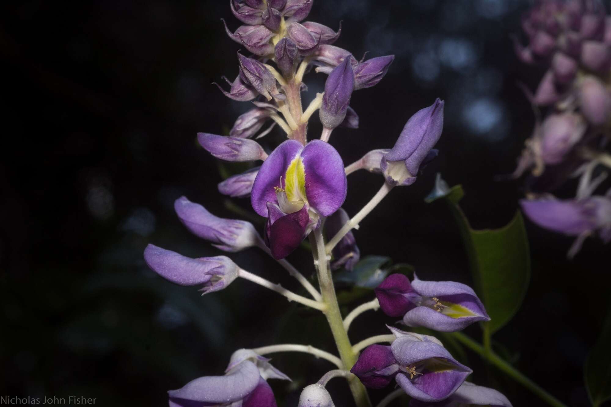 Image of Austrocallerya megasperma (F. Muell.) J. Compton & Schrire