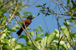 Image of Chestnut-bellied Seed Finch