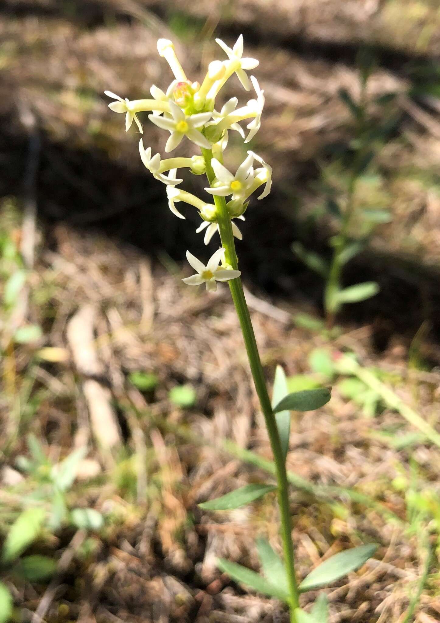 Слика од Stackhousia subterranea W. R. Barker