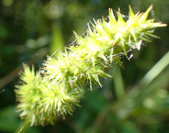 Image of stalkgrain sedge