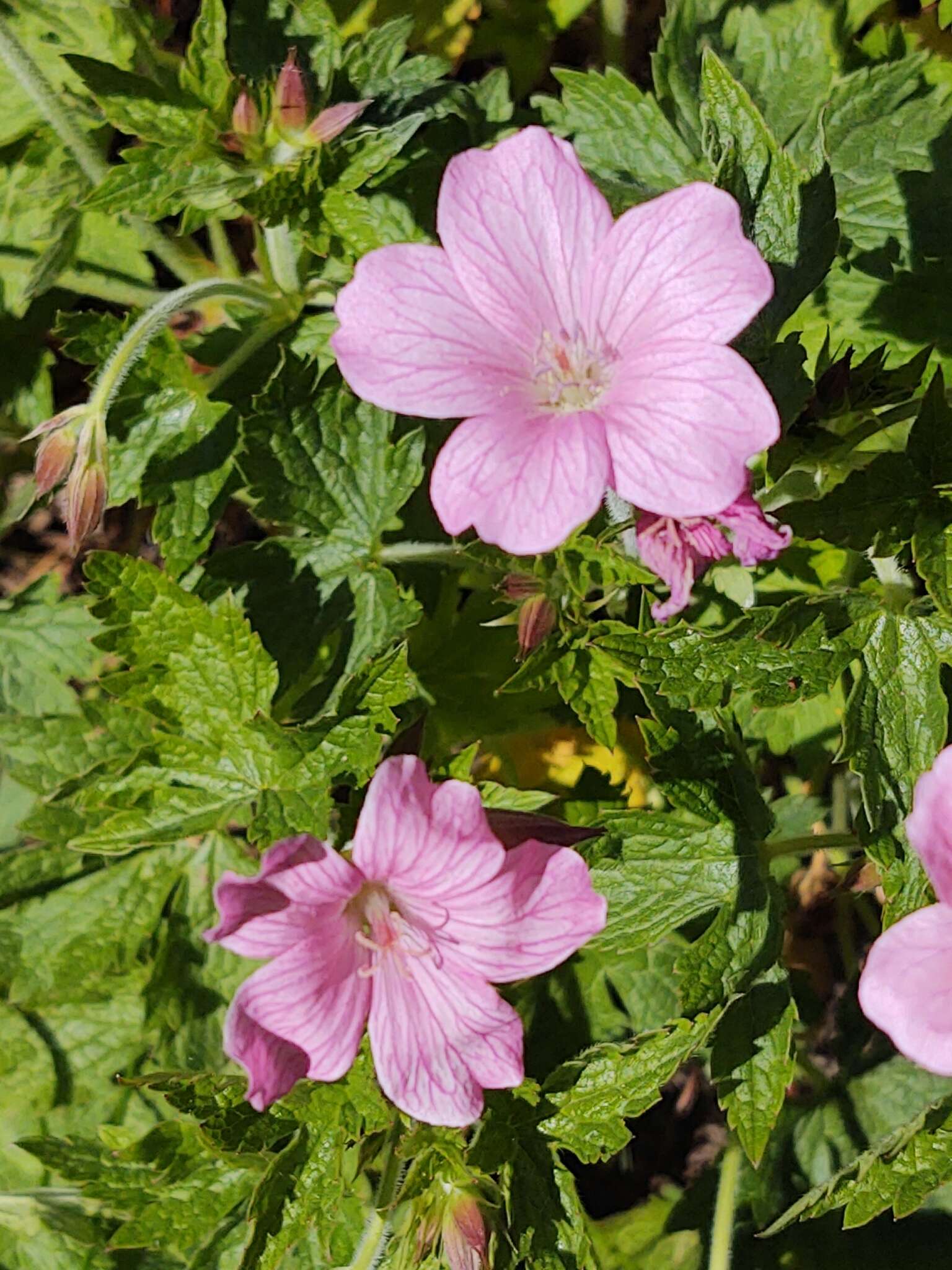 Image of Endres's cranesbill