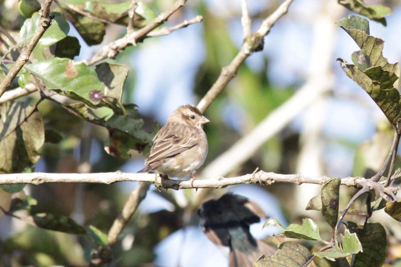 Image of Village Indigobird