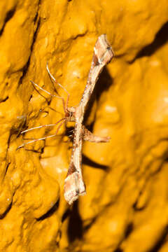 Image of Platyptilia carduidactylus (Riley 1869)