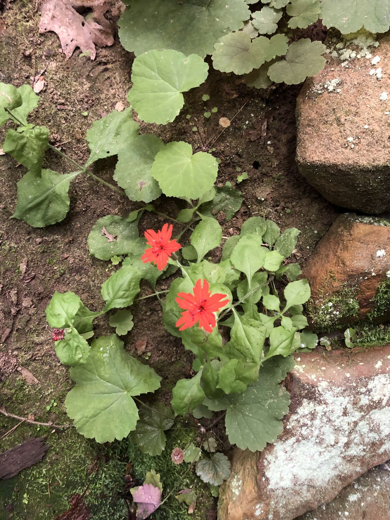 Imagem de Silene rotundifolia Nutt.