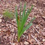 Image of Asphodelus macrocarpus subsp. macrocarpus