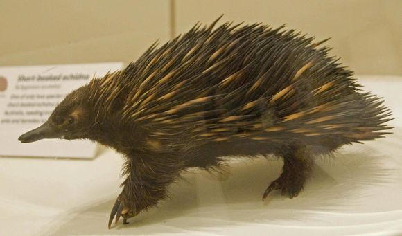 Image of Kangaroo Island Echidna