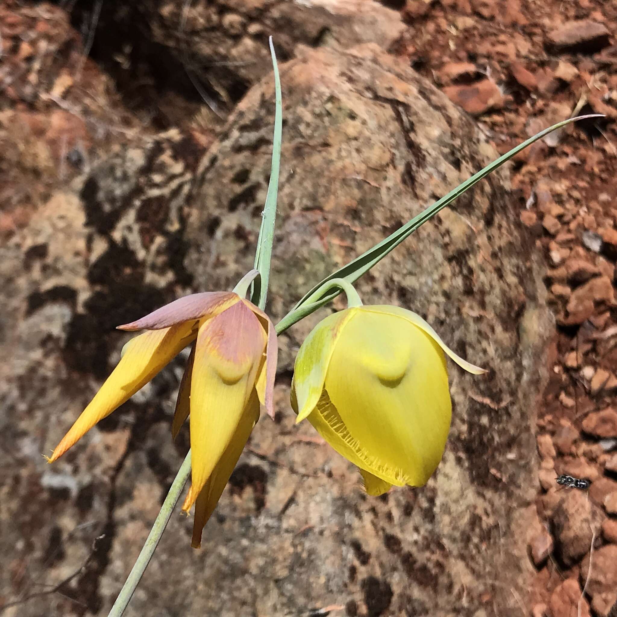 Calochortus raichei Farwig & V. Girard resmi