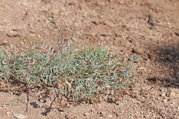 Sivun Astragalus humistratus var. humivagans (Rydb.) Barneby kuva