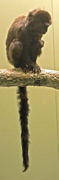 Image of Goeldi's marmoset