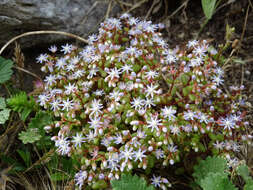 Image of Sedum caeruleum L.