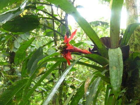 صورة Guzmania conglomerata H. Luther