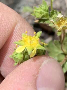 Ivesia baileyi subsp. setosa (S. Wats.) Keck的圖片