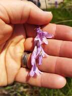 صورة Dierama mossii (N. E. Br.) Hilliard