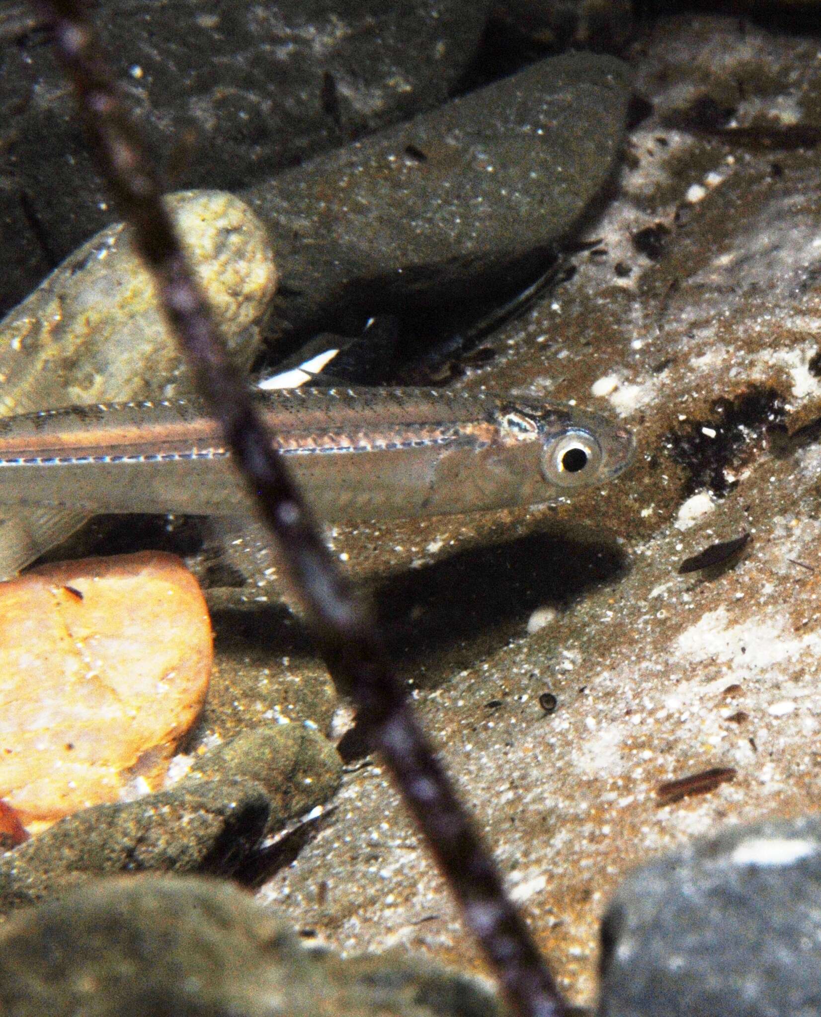 Imagem de Atherinosoma microstoma (Günther 1861)