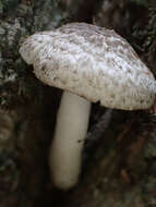 Image de Agaric de Bresadola