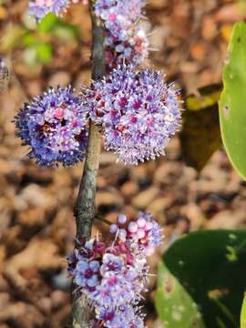 Image of Memecylon umbellatum Burm. fil.