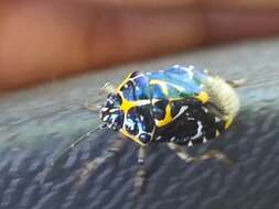 Image of Murgantia varicolor (Westwood 1837)