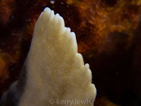 Image of Fire coral