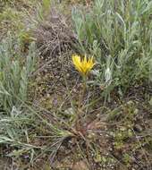 Image of Tragopogon pusillus M. Bieb.