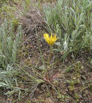 Image of Tragopogon pusillus M. Bieb.