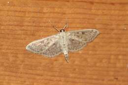 Image of Herpetogramma aquilonalis