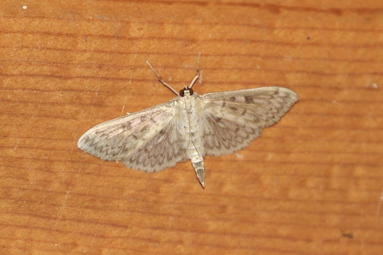 Image of Herpetogramma aquilonalis