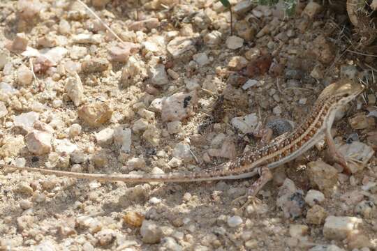 Image of Sharp-lipped Mabuya