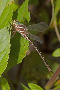 Image of Spinaeschna tripunctata (Martin 1901)