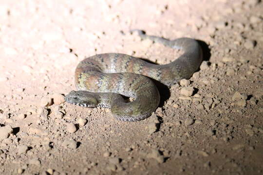 Image of Northern death adder