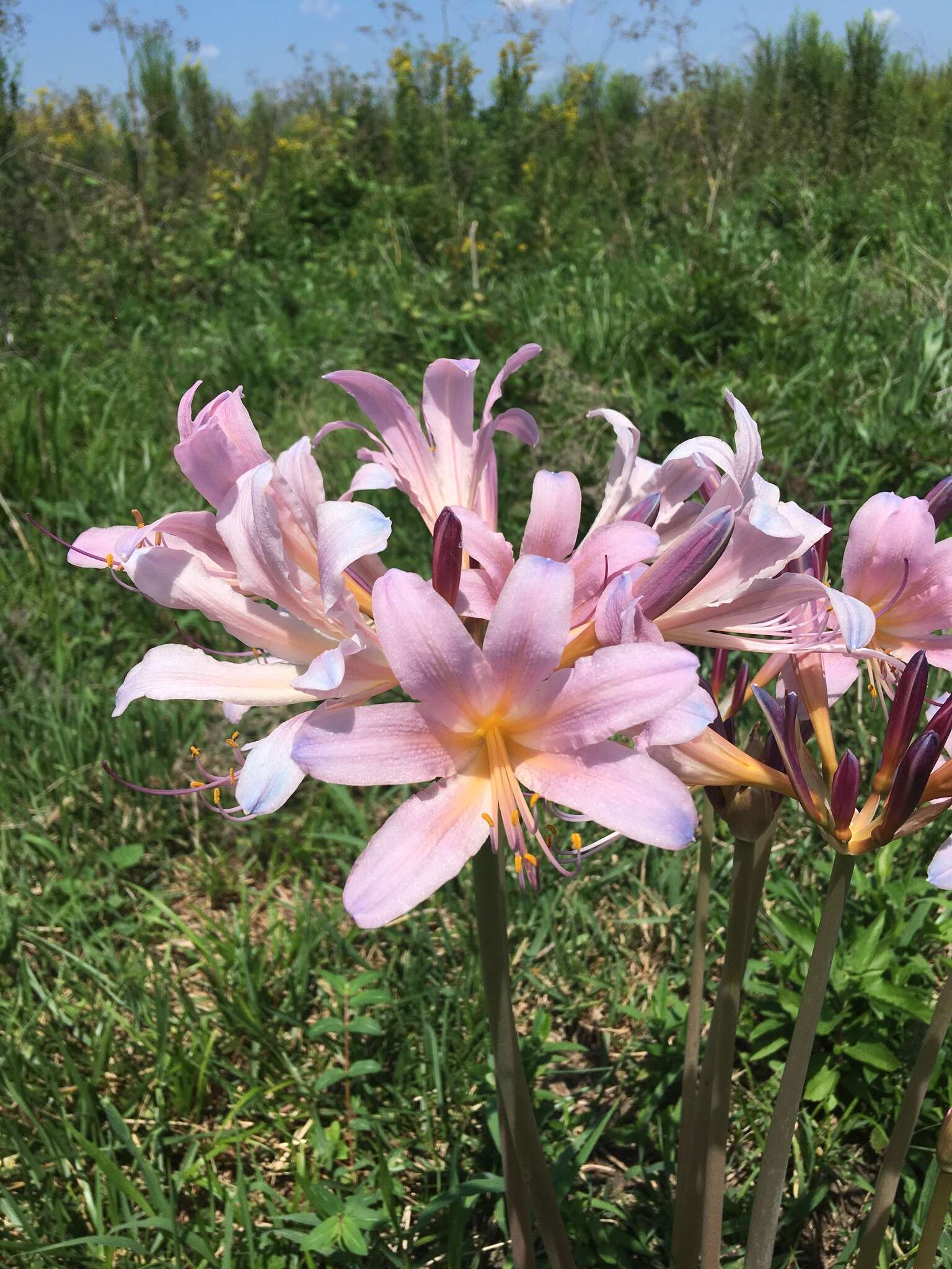 Image of resurrection lily