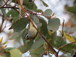 Image of Pardalotus punctatus xanthopyge McCoy 1866