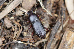 Imagem de Argoporis rufipes Champion 1885