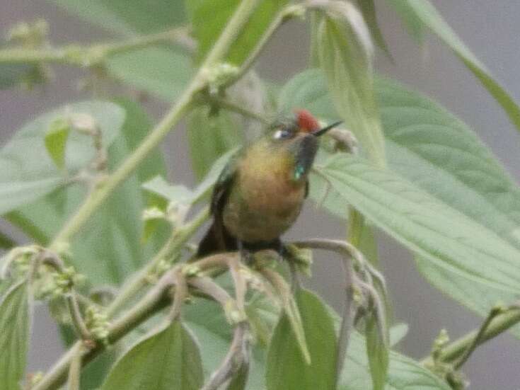 Image of Rufous-capped Thornbill