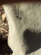 Image of Western Black-legged Tick