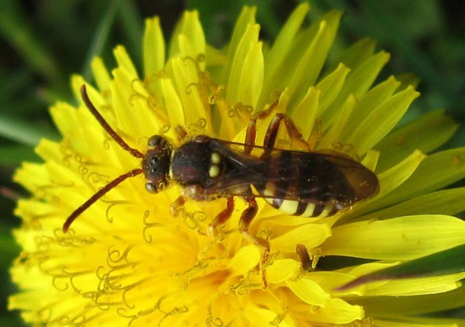 Слика од Nomada luteoloides Robertson 1895