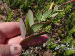 Imagem de Heliophila linearis var. reticulata (Eckl. & Zeyh.) Marais