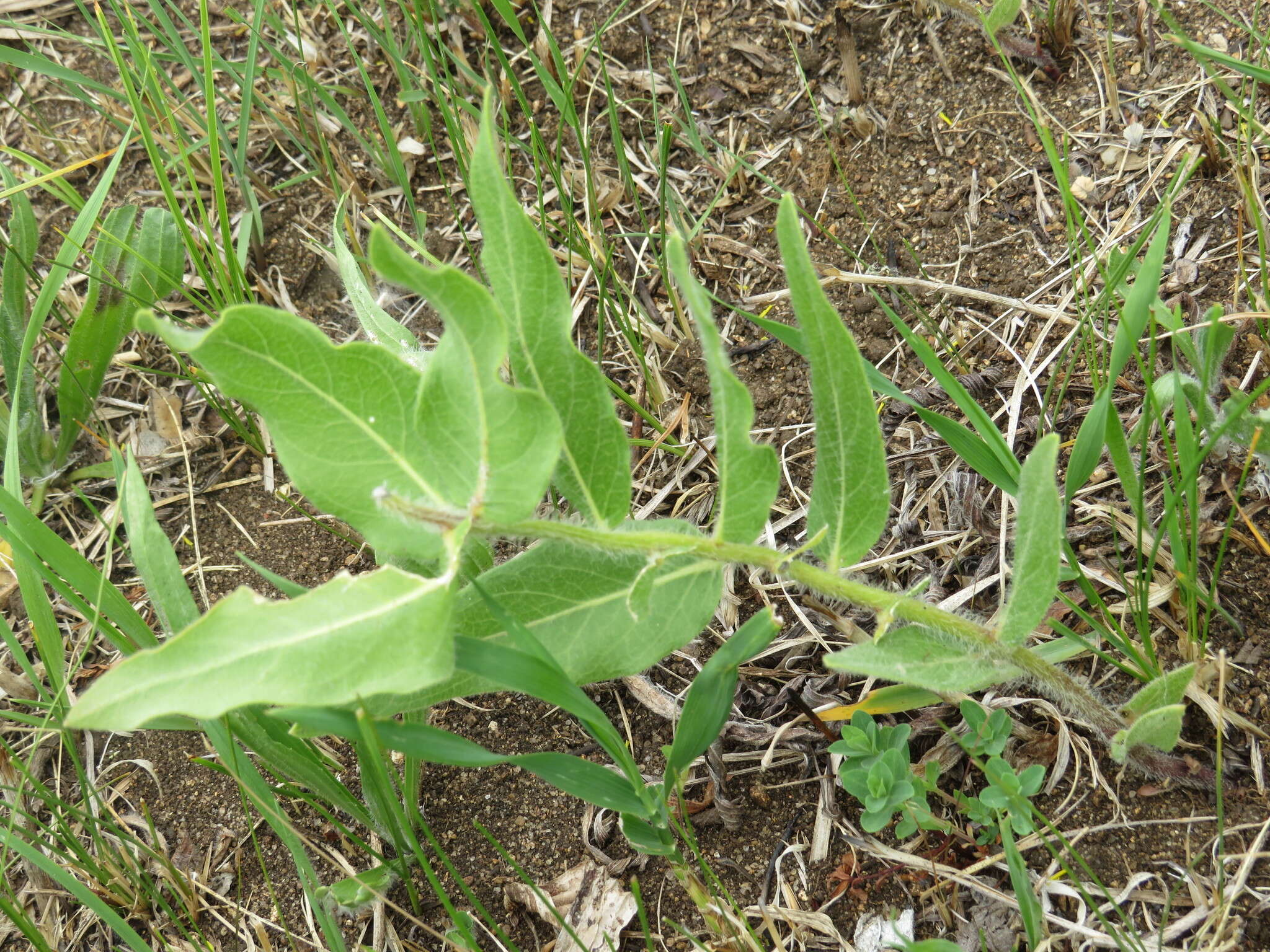 Image of sidecluster milkweed