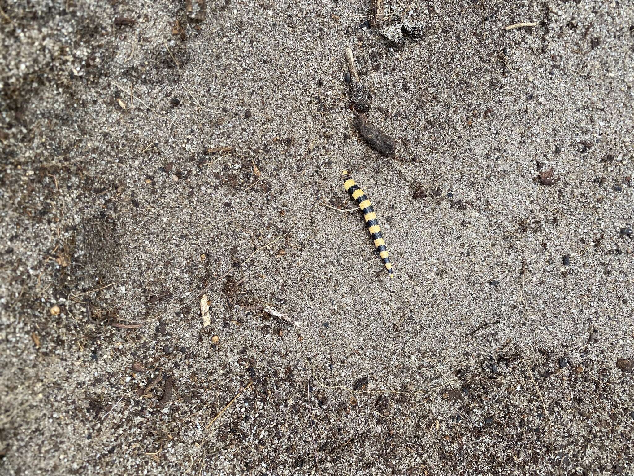 Image of Desert Banded Snake