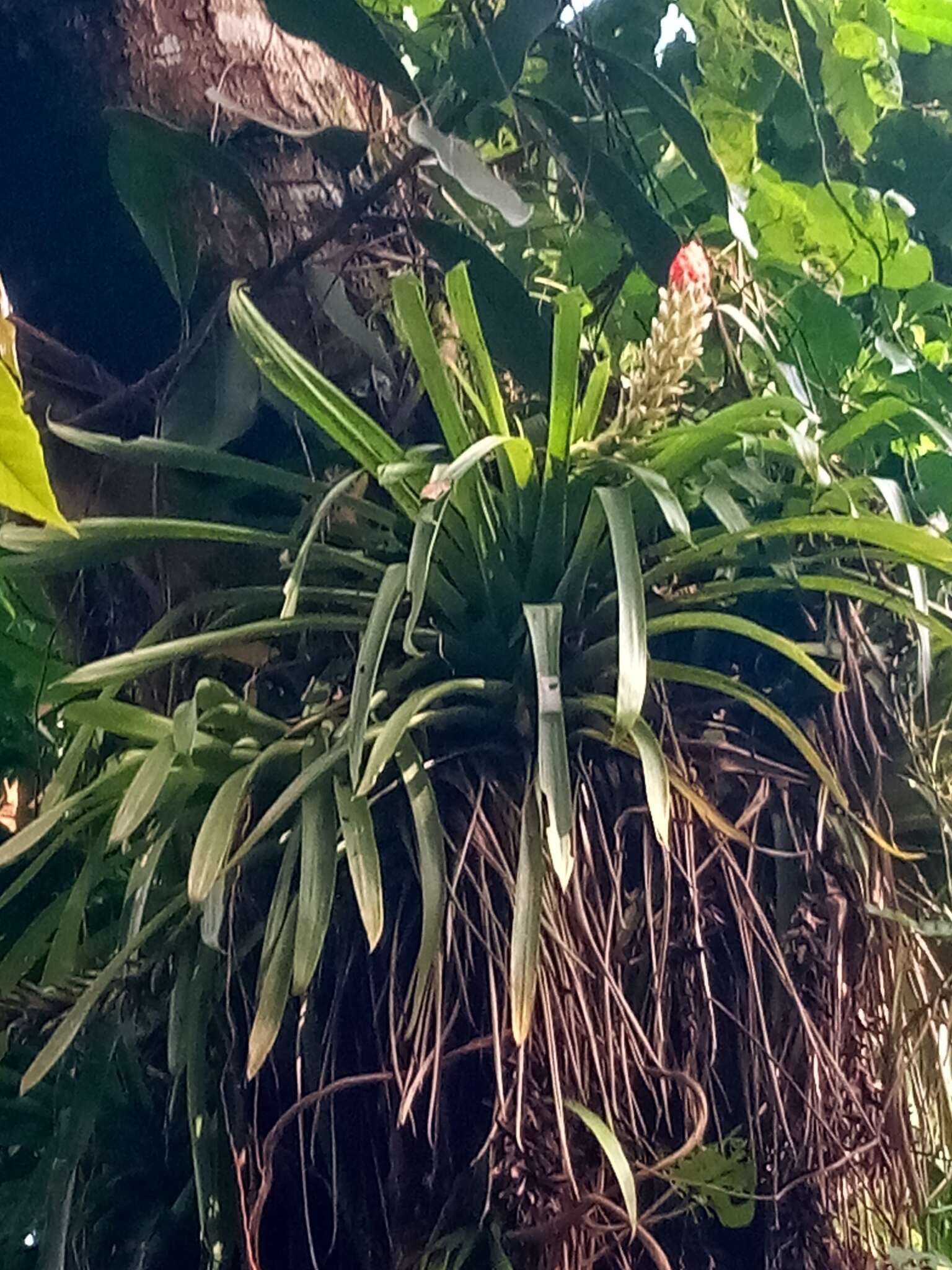 Image of West Indian tufted airplant