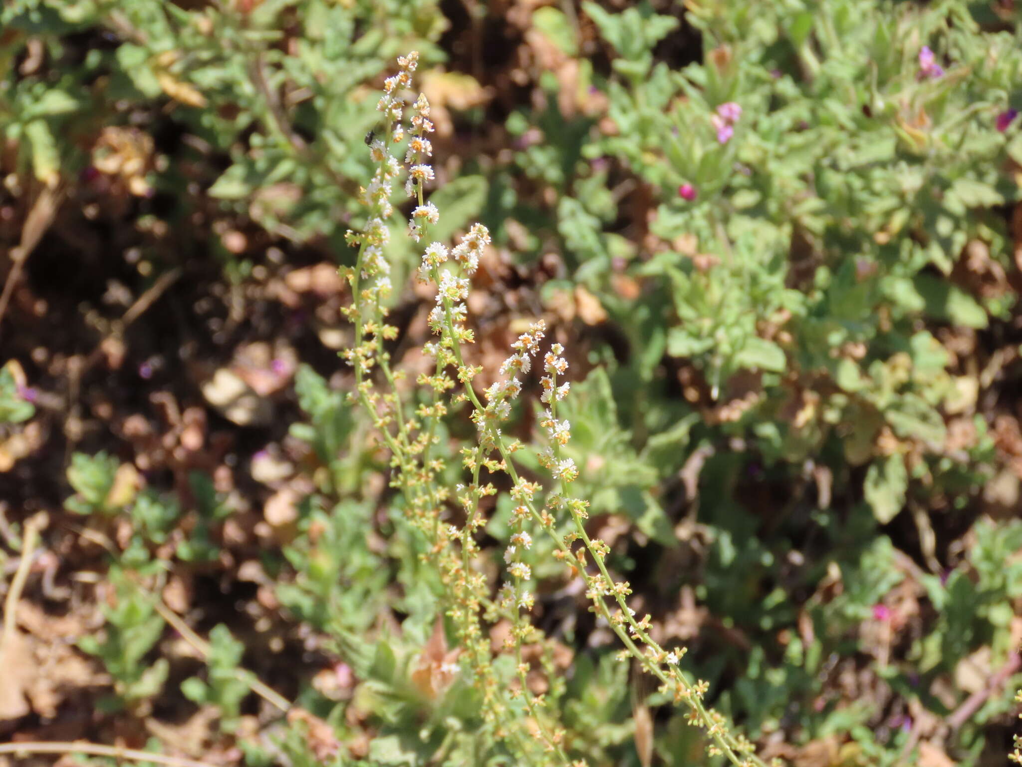 Image of Sesamoides purpurascens (L.) G. López González