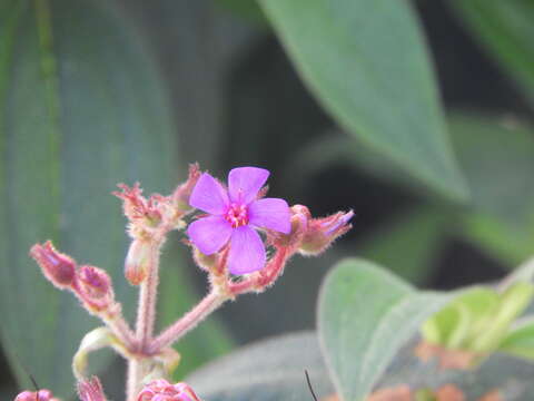 Imagem de Tibouchina mollis (Bonpl.) Cogn.