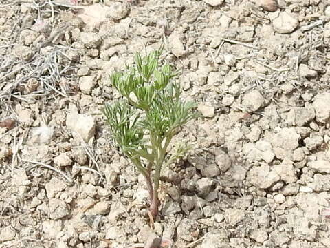 Image of plains sandparsley