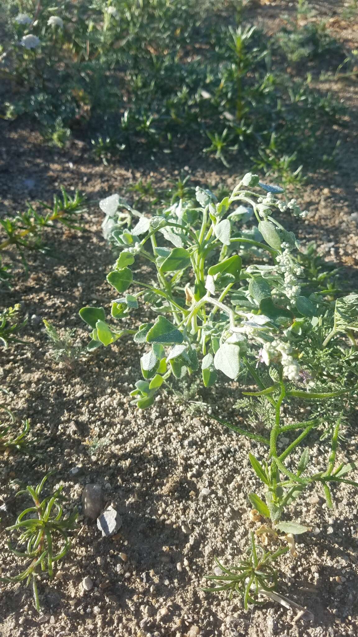 Chenopodium incanum var. occidentale D. J. Crawford的圖片