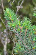 Image of Pultenaea daltonii H. B. Will.