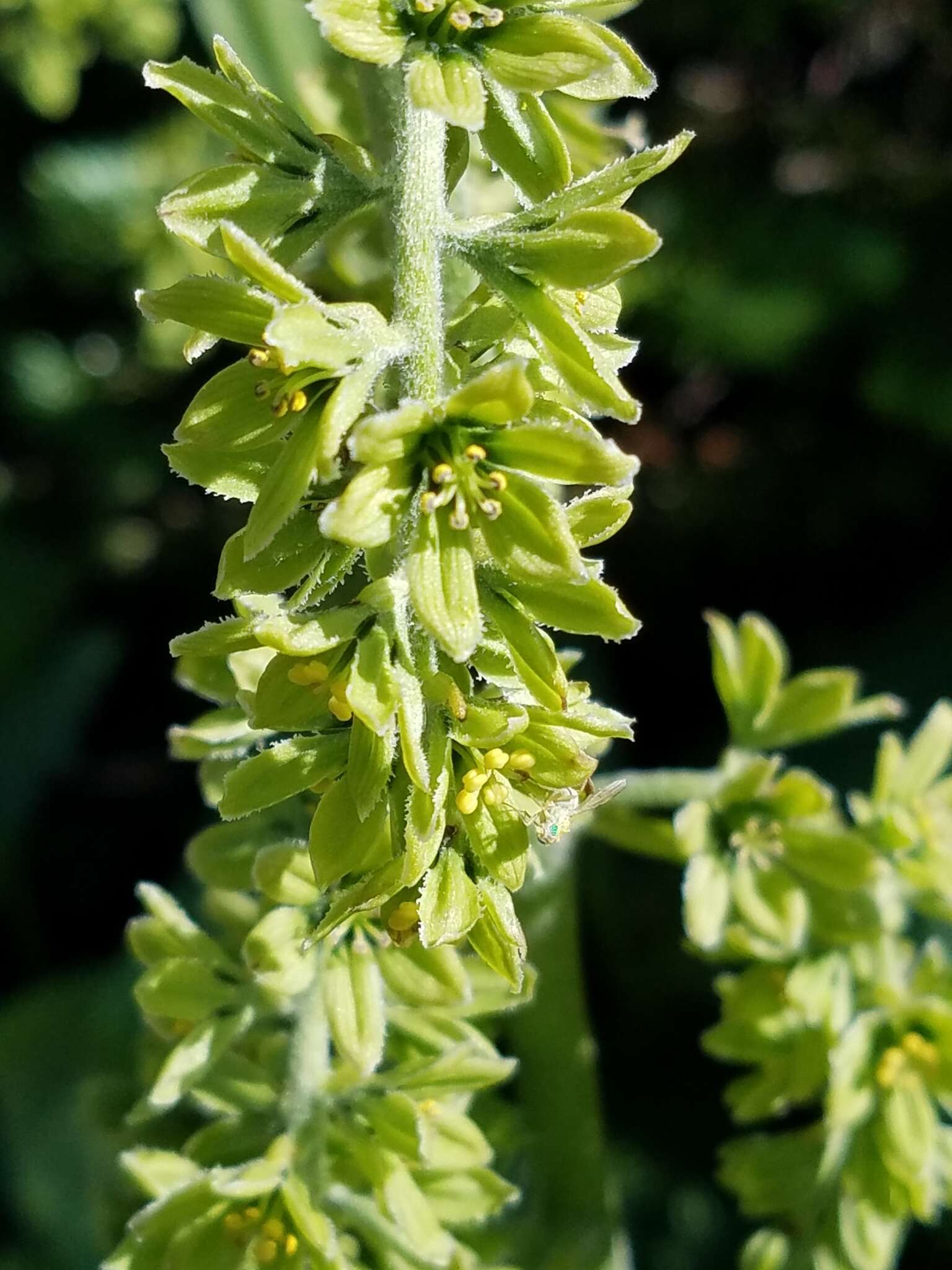 Image of Veratrum viride var. eschscholtzianum (Schult. & Schult. fil.) Breitung