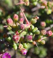 Ruschia divaricata L. Bol. resmi