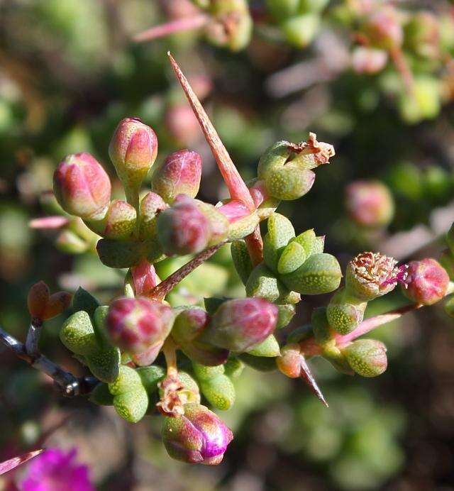 Слика од Ruschia divaricata L. Bol.