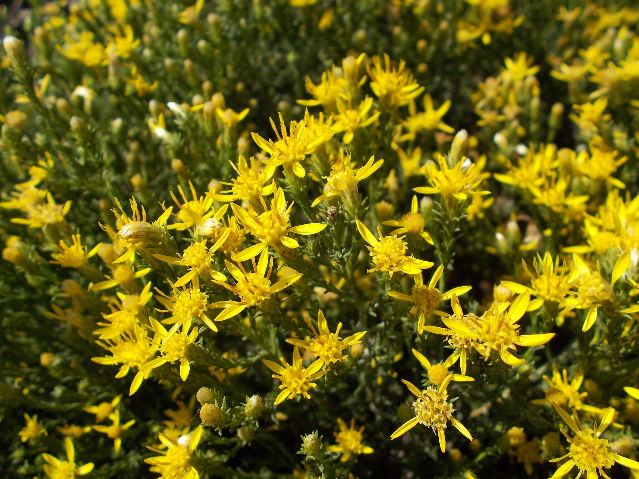 Image of California goldenbush